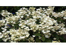 �������� (��������� ����������� ���� ���������?)