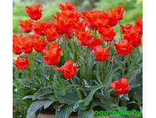 �������� �������. ������� �-�� ���-���� �-��. ���. ����..jpg