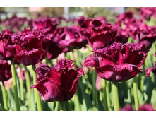 �������� ����������� ���-����� ���. ����2.jpg