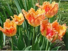 �������� ����������� ���-���� ���. ����2.jpg