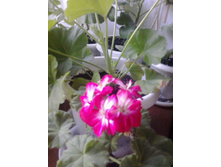 2016-05-11 18.08.56.jpg