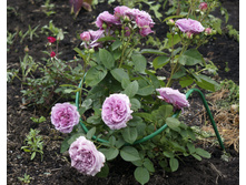 �������� ���