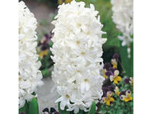 ��-���-�� ���-���� ��� ��-��. 70,5 ���. ��. (� �������� 3 �.). ������ �� 25 ��. ������� ������ 4 ��..jpg