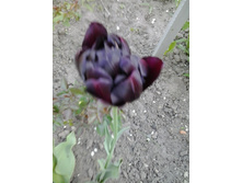 2017-05-22 18.04.58.jpg