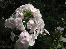 ����� 100,00 ���.