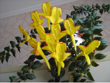 �������� �������� (�. �arnival)- ������ ��������