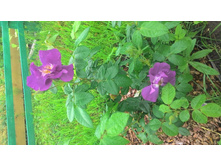 ���� �� ����