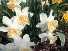 ������� ����� ��