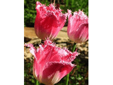 �������� ����������� ��� ��� 139,3 ���. ��. (� �������� 7 ��.). ������ �� 50 ��. ������� ������ �� 12 ��.png