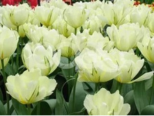 �������� �������� ������ ��-����� ��-����� ���. ����..jpg