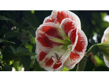 ��������� ������