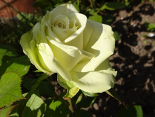 �� "���� �����"