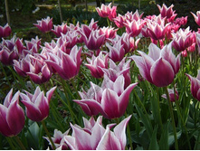 �������� ������������ ����-��� ���. ����.jpg