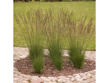 ������� ������� ���� ������