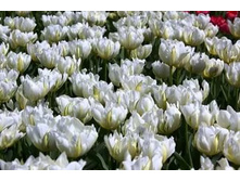 �������� �������� ������� �-� ��-�� ���. ����jpg.jpg