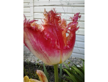 2017-05-22 18.05.43.jpg