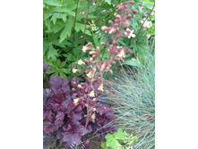 ������� midnight rose.jpg