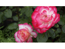 Jubile du Prince de Monaco