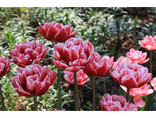 �������� �������� ������� ����-���� ���. ����2.jpg