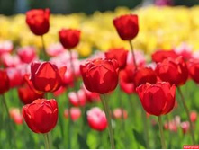 ������� ������� ������ ���� �������� ���. ����..jpg