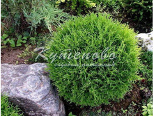 ��� �������� Tiny Tim