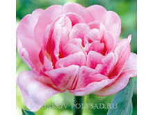 �������� �������� ������ ���-����� 104,3 ���. ��. (� �������� 7 ��.). ������ �� 40 ��. ������� ������ �� 12 ��..jpg