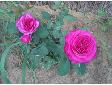 ����� ����