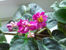 �� - �������� ������