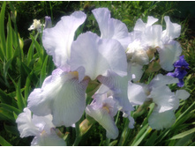 ���� �������