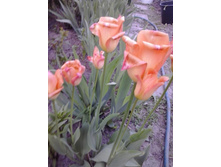 2017-05-22 18.06.46.jpg