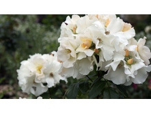 Sally Holmes (�����)