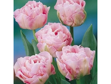 �������� �������� ������� ���-����� ���. ����2.jpg