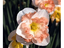 ���-����� ����������� ��-�� ���-��� (����� ����� ������) 84 ���. ��. (� �������� 3 ��.). ������ �� 40 ��. ������� ������� �� 10 ��.!!!!!!!!!!!!!! ��������.png