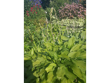 20229060 1988377631187800 5870822433889394556 n.jpg