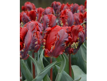 ������� ���������� ��-���-�� ���. ����.jpg