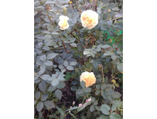 2015-09-24 15.32.09.jpg