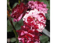 ����� ������