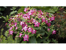 ����� �������� Saratoga Purple Bicolor