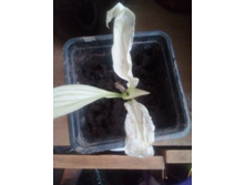 IMG 20170706 122720.jpg