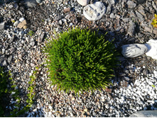 IMG 20170718 172821.jpg