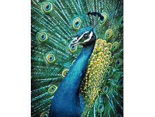 �������� ������ 38�48 Ag 6024.jpg