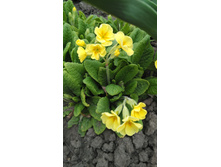 IMG 20170506 093539.jpg