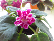 �������� �����