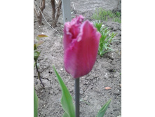 2017-05-16 17.42.35.jpg