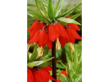 ���-���-����� – ���-��� ��-����-������� ���-�� 119 ���. ��. (� �������� 1 ��.). ������ �� 100 ��. ������� ������� �� 18 ��..����� ������� ������!!!!!!!!!!!!.jpg