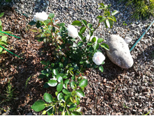 IMG 20170718 172914.jpg