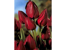 ������� �������������� ��-���-���� ���. ����.jpg