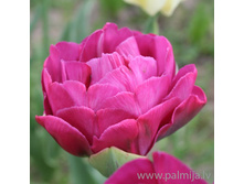 �������� �������� ������� ��-����� ���. ����2.jpg