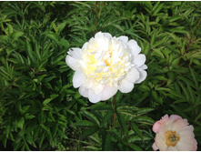 ���� ���������