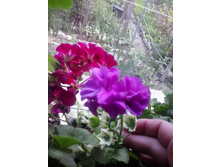 2016-06-02 14.02.35.jpg